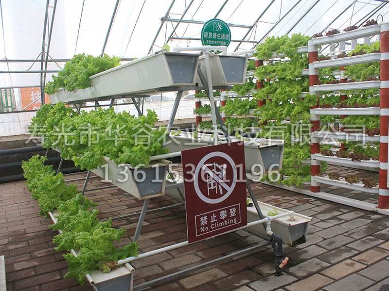 多層槽式栽培.JPG